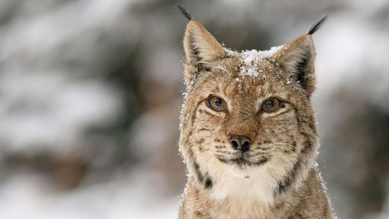 Transylvanie, un bestiaire fantastique kapak görseli