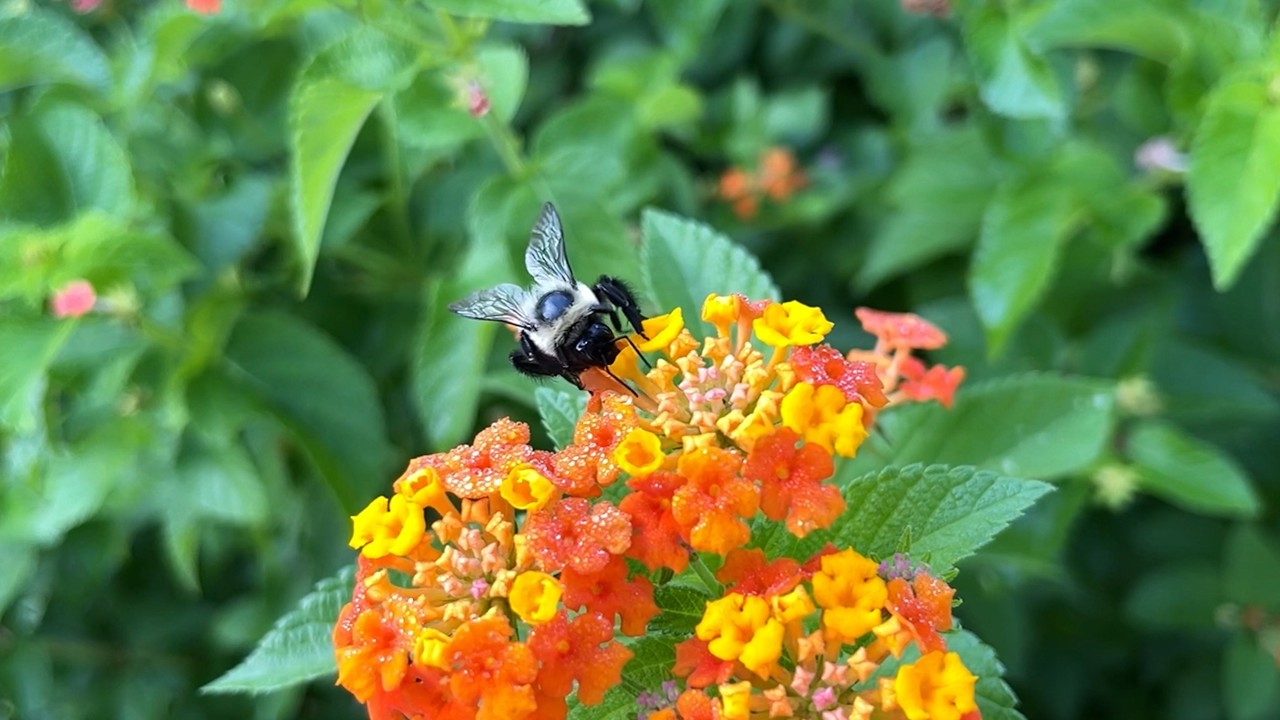 The Last Bumblebee kapak görseli