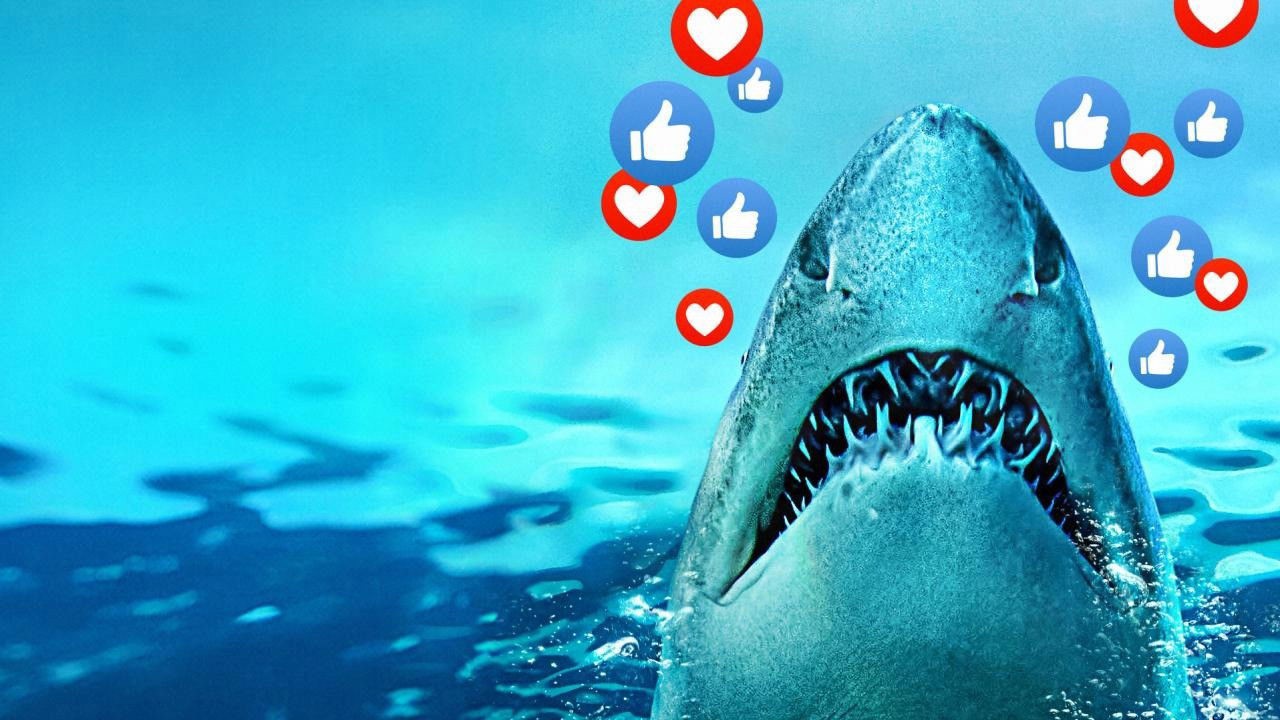 Sharks Gone Viral kapak görseli