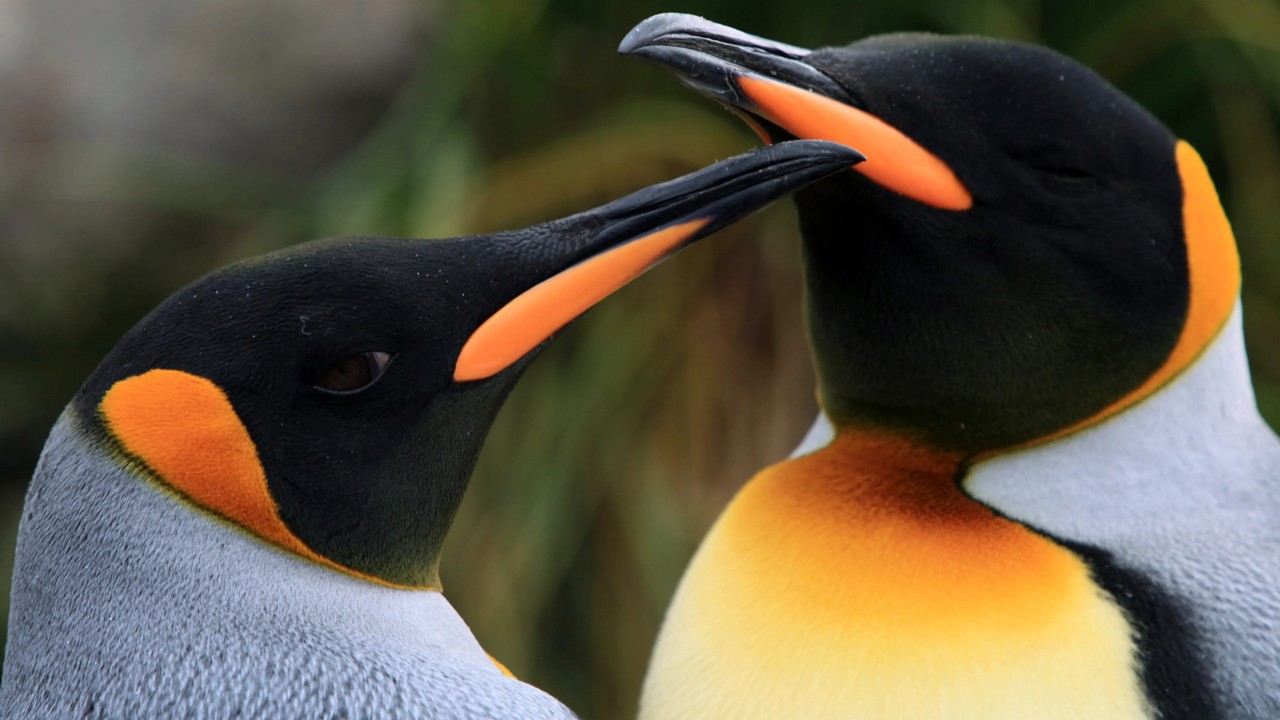 Penguen Kral kapak görseli