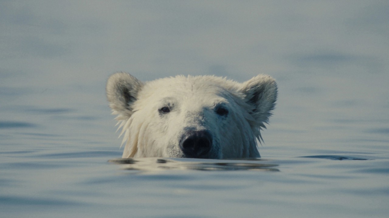 Nuisance Bear kapak görseli