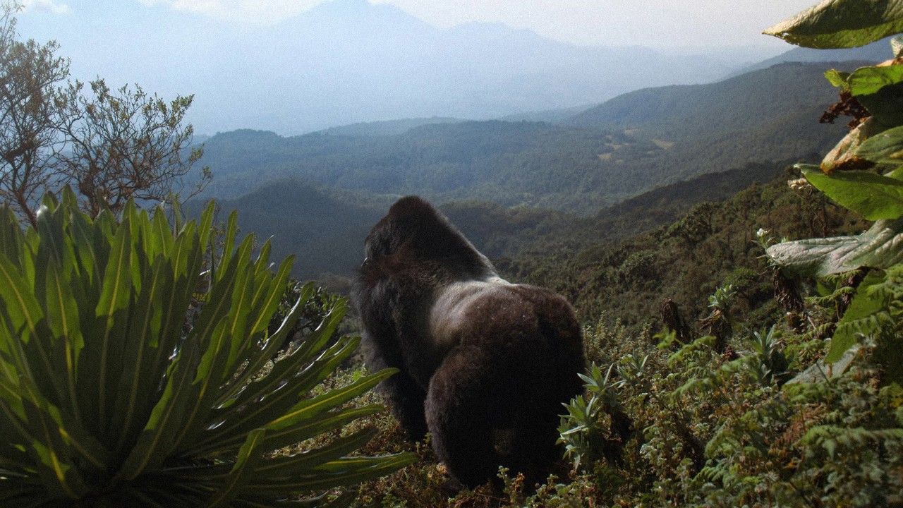 David Attenborough: Bir Goril Hikâyesi kapak görseli