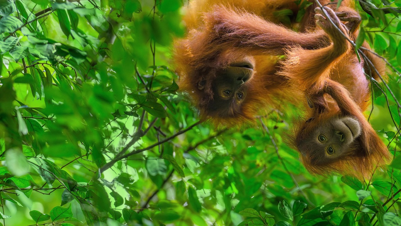 Orangutan kapak görseli