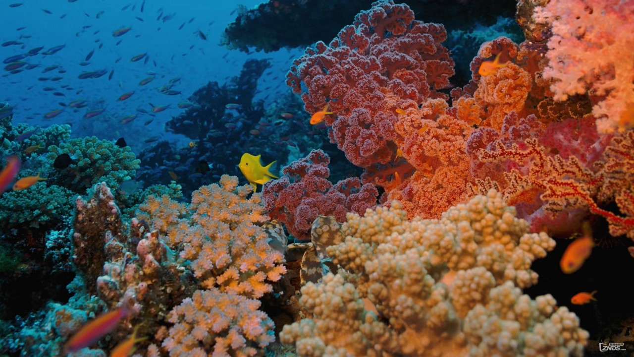 Coral Reef Adventure kapak görseli