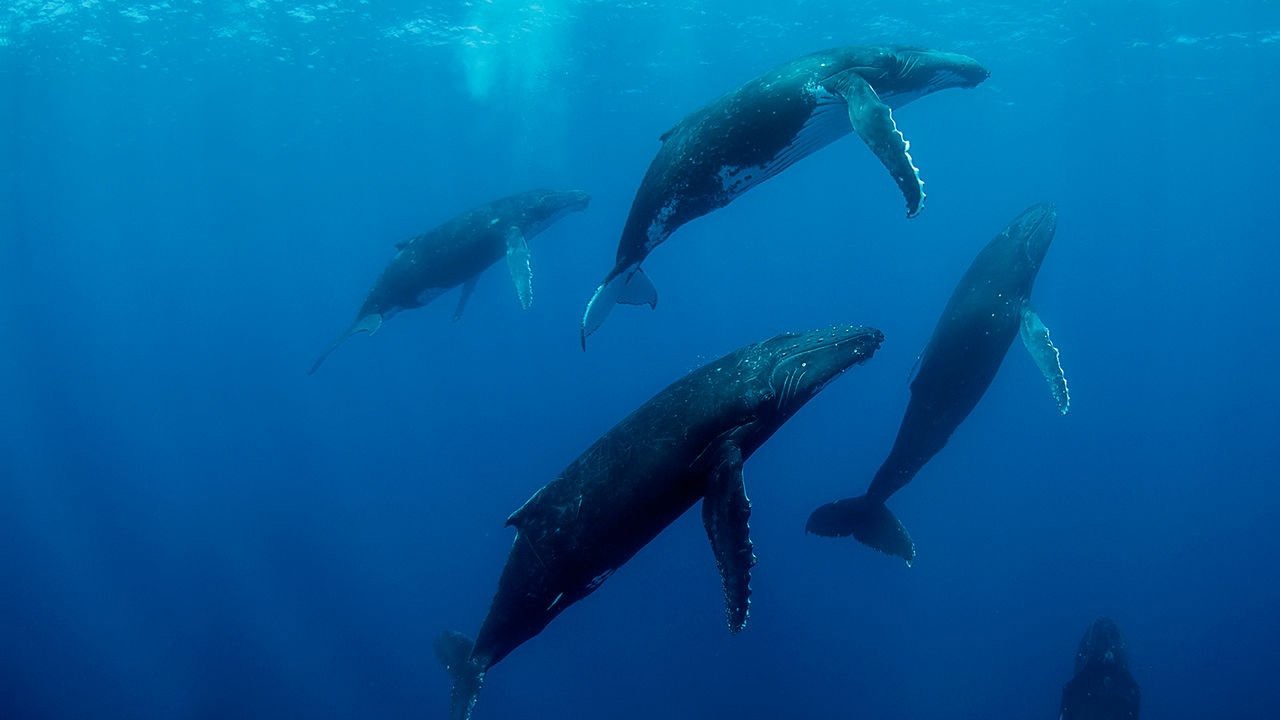 Humpback Whales kapak görseli