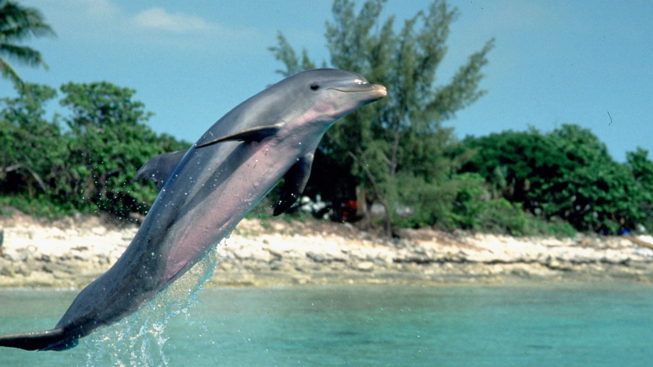 Flipper kapak görseli