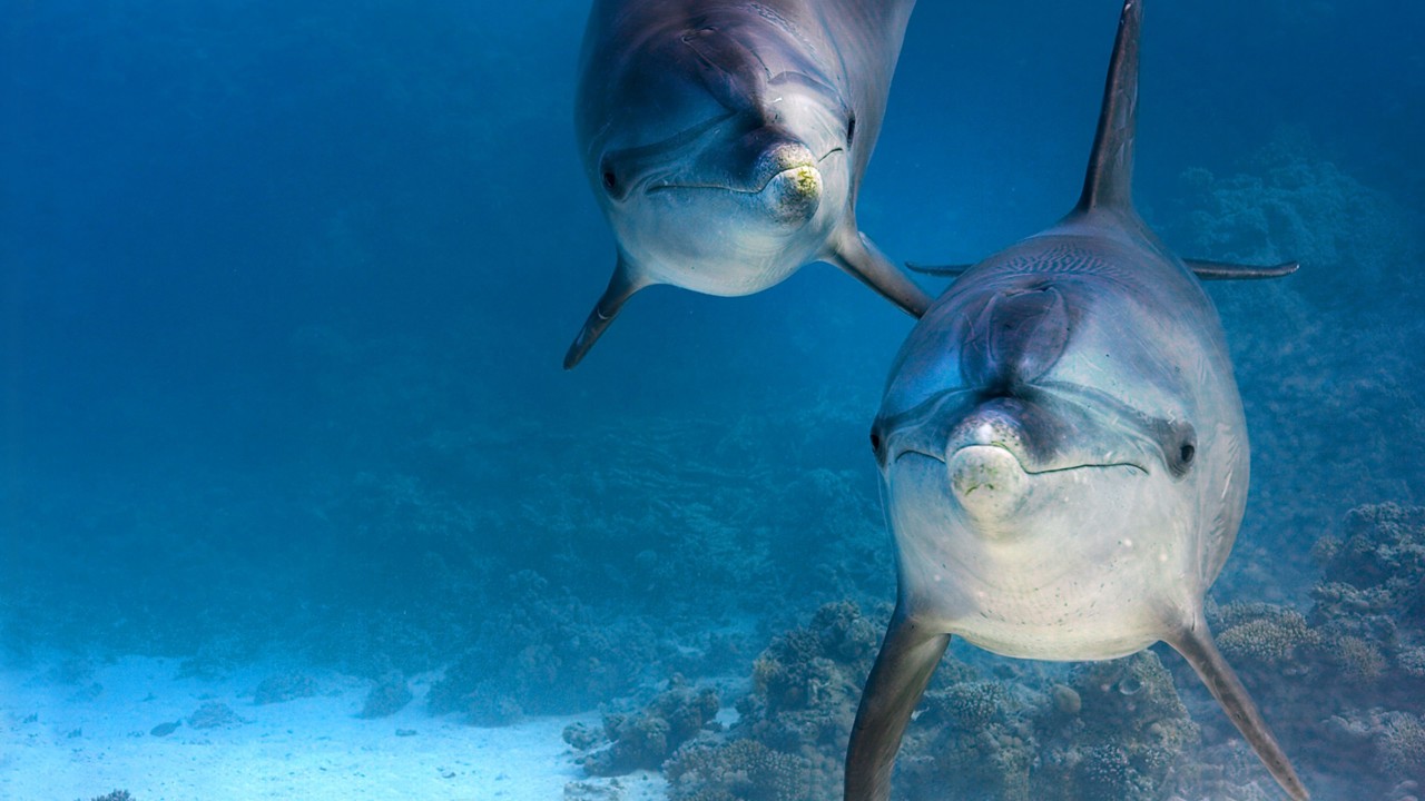 Dolphin Reef kapak görseli