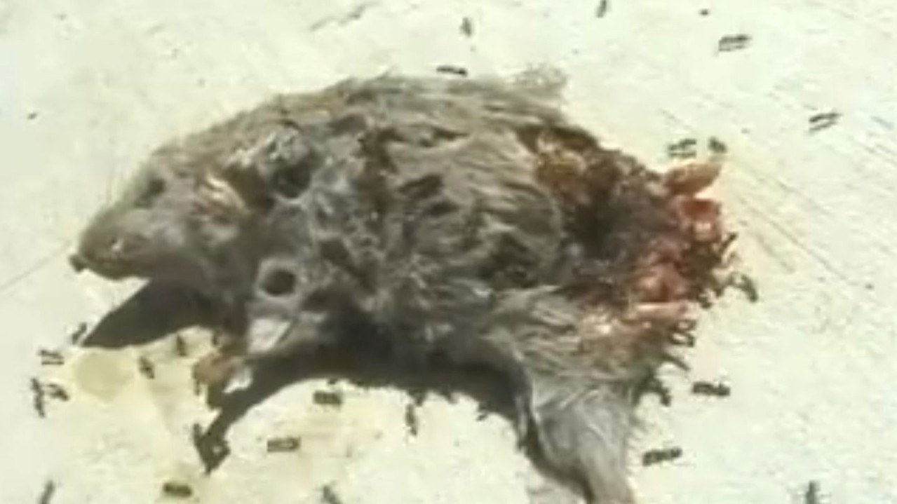 Dead Mouse with Ants kapak görseli