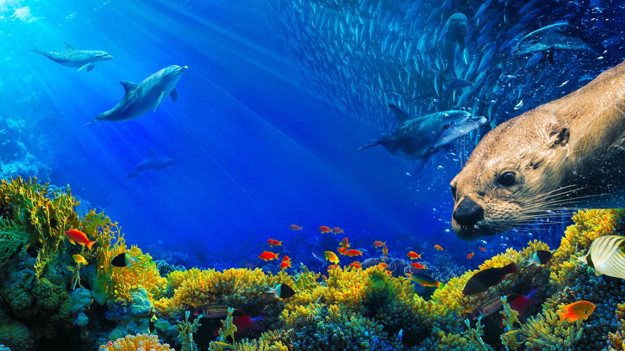 Oceans: Our Blue Planet kapak görseli