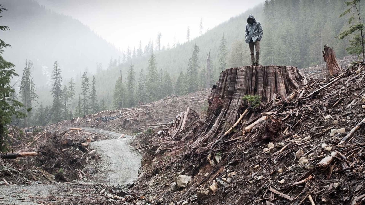 If a Tree Falls: A Story of the Earth Liberation Front kapak görseli