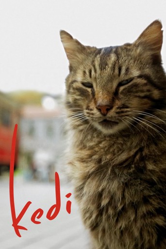 Kedi