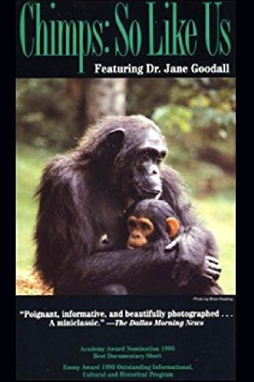 Chimps: So Like Us kapak görseli
