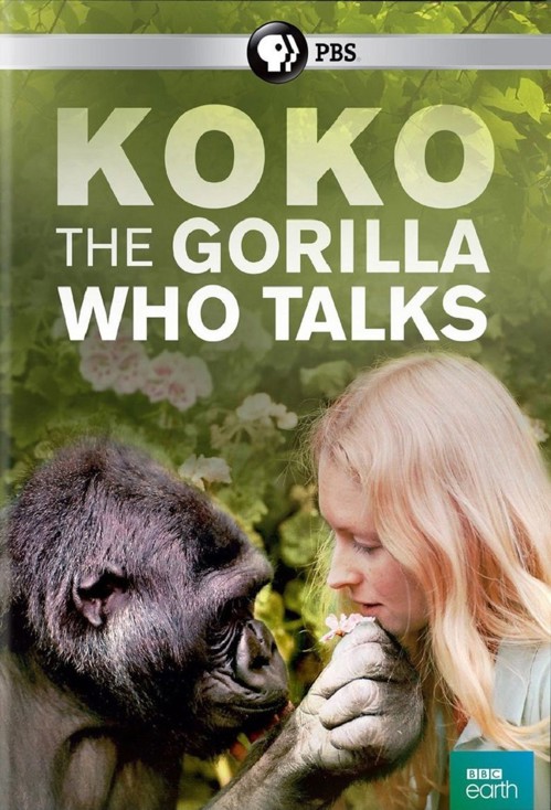 Koko: The Gorilla Who Talks to People kapak görseli