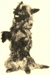 Terry