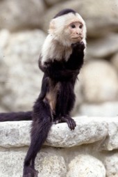 Binx the Monkey