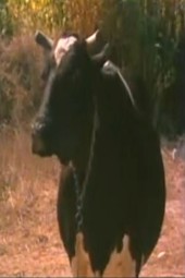 Mercan