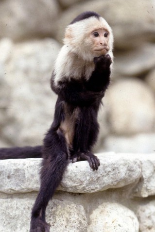 Binx the Monkey