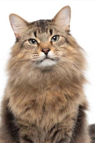 Tonic the Cat